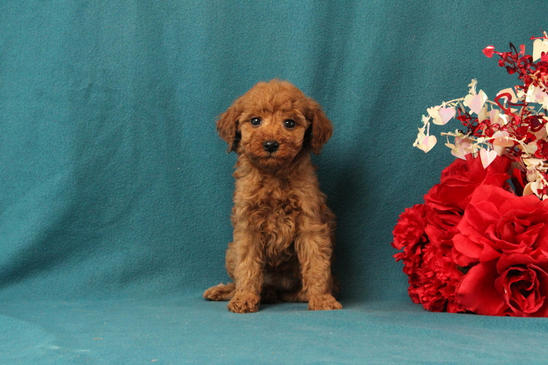 puppy, for, sale, Mini Goldendoodle F1BB, Matthew B. Stoltzfus, dog, breeder, Gap, PA, dog-breeder, puppy-for-sale, forsale, nearby, find, puppyfind, locator, puppylocator, aca